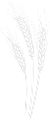 GRD-Identifying-glutens-impact-on-skin-health